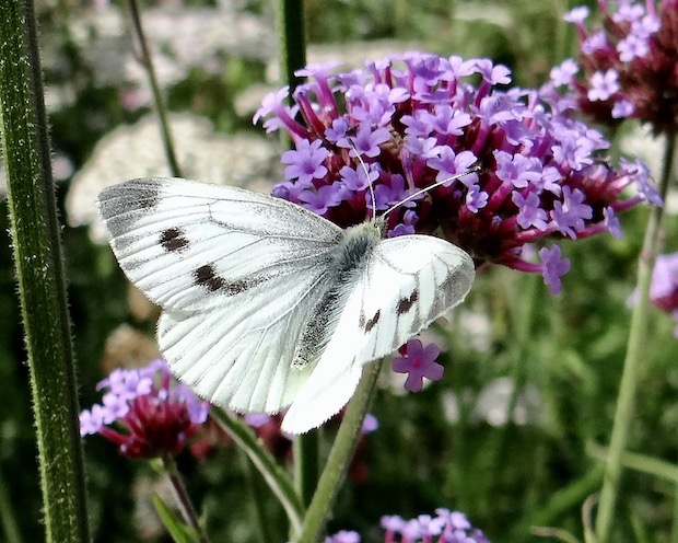 green-veined white